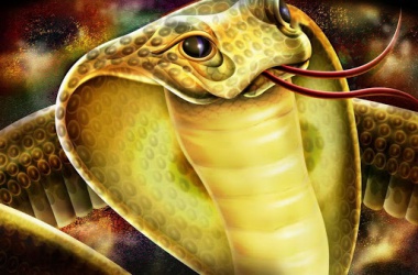 Điều trị bệnh xương khớp bằng nọc độc của rắn có nên không?